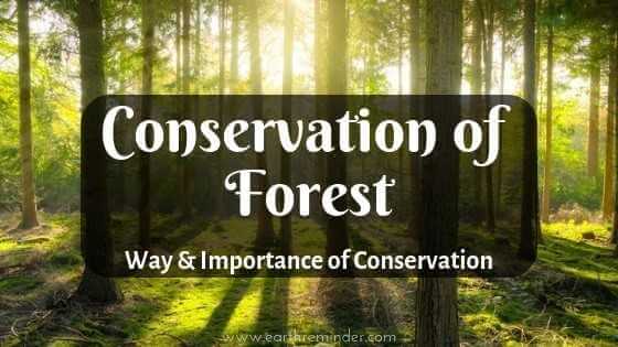 why should we conserve forest and wildlife