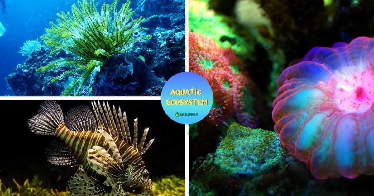 different-types-of-ecosystems-aquatic