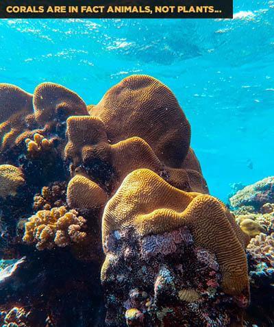 Are-Corals-Animals-or-Plants