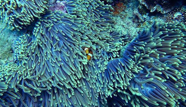 preserve-coral-reefs