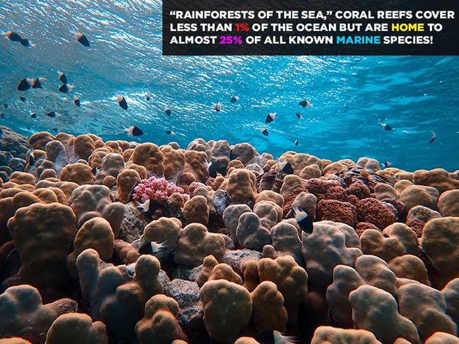 Why-are-coral-reefs-important