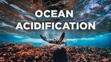 Impacts-of-ocean-acidification
