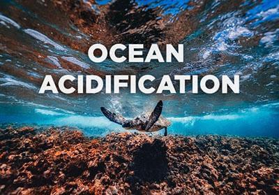 Impacts-of-ocean-acidification