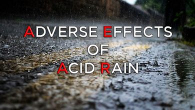 effects-of-acid-rain
