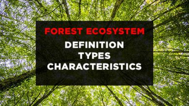 forest-ecosystem-definition-types-characteristics