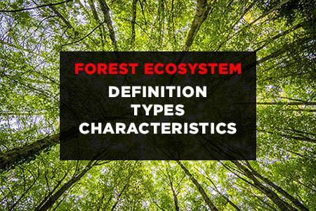 Forest Ecosystem: Definition, Types & Characteristics | Earth Reminder