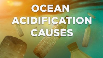 causes-of-ocean-acidification