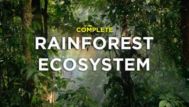 rainforest-ecosystem