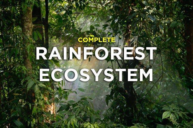 Rainforest Ecosystem Definition