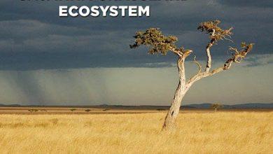 savanna-grassland-ecosystem