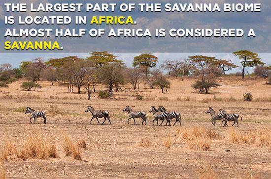 Savanna Ecosystem: Characteristics, Animals & Plants | Earth Reminder