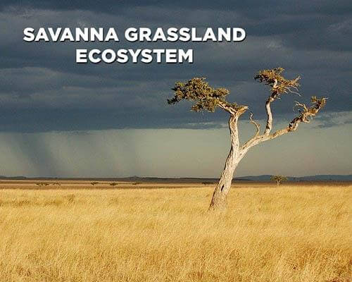 Savanna Grassland Ecosystem: Characteristics, Animals, and Plants