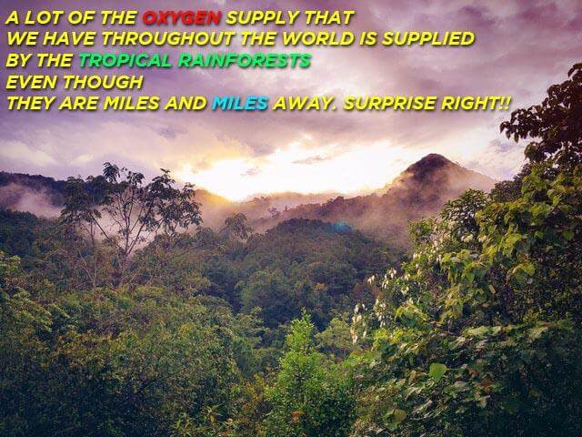 tropical-rainforest-biome-ecosystem