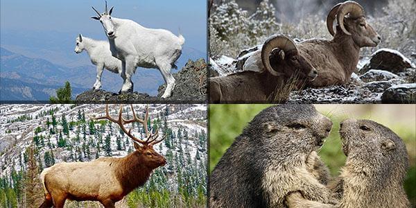 Tundra Ecosystem: Definition, Animals & Characteristics | Earth Reminder Tundra Ecosystem: Definition, Animals & Characteristics | Earth Reminder