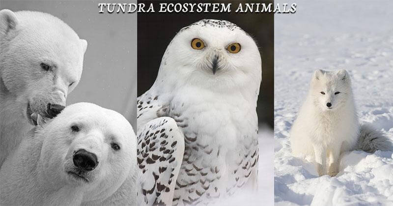 Tundra Ecosystem: Definition, Animals & Characteristics | Earth Reminder