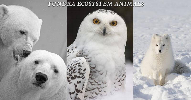 Tundra Ecosystem: Definition, Animals & Characteristics | Earth Reminder Tundra Ecosystem: Definition, Animals & Characteristics | Earth Reminder