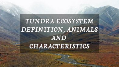 tundra-ecosystem definition-animals-and-characteristics