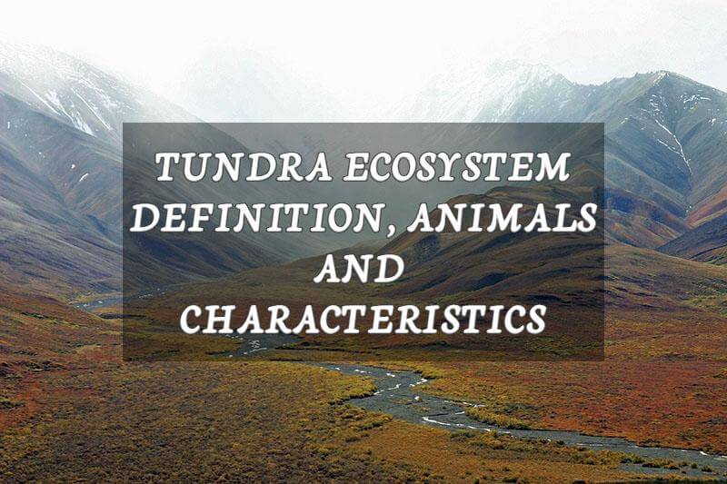 Tundra Ecosystem: Definition, Animals & Characteristics | Earth Reminder Tundra Ecosystem: Definition, Animals & Characteristics | Earth Reminder