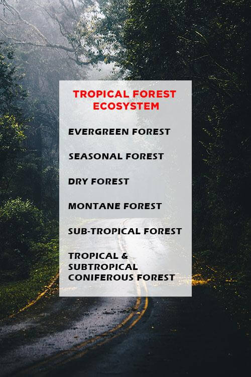 types-of-tropical-forest-ecosystem