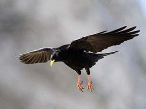 Alpine-Chough-mountain-ecosystem-animals