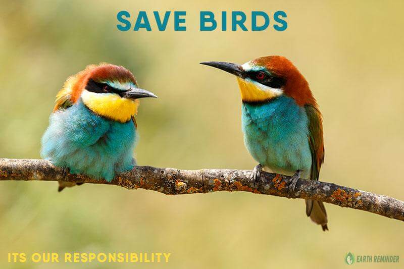 How to Save Birds From Radiation and Extinction | Earth Reminder
