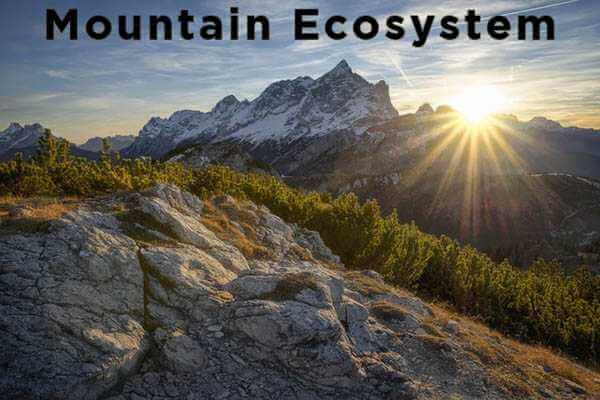Mountain Ecosystem - Animals, Food Web & Facts | Earth Reminder