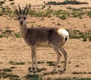 Tibetan-gazelle-mountain-animals