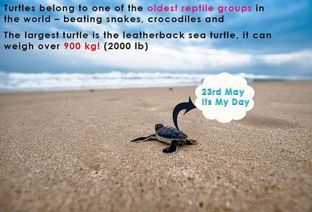 Day ditaja oleh turtle sambutan world World Turtle