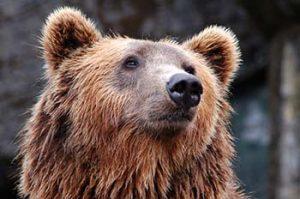brown-bear-animals-of-mountain-ecosystem