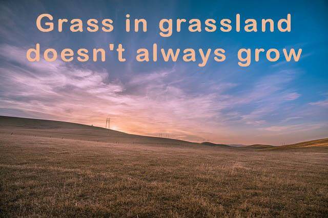 grassland-ecosystem-characteristics
