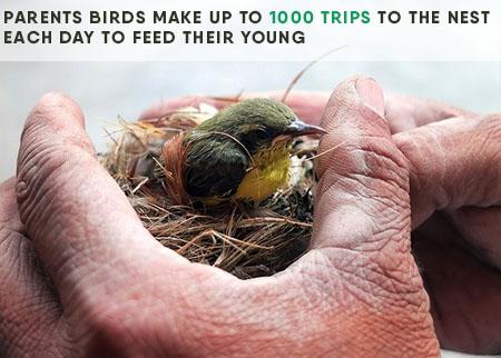 How to Save Birds From Radiation and Extinction | Earth Reminder