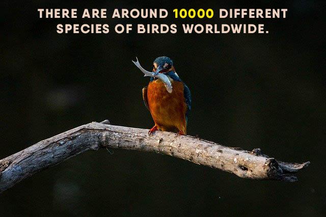 How to Save Birds From Radiation and Extinction | Earth Reminder How to Save Birds From Radiation and Extinction | Earth Reminder