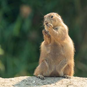 marmot-mountain-ecosystem-animals