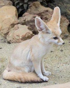 sand-fox