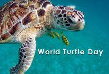 world-turtle-day