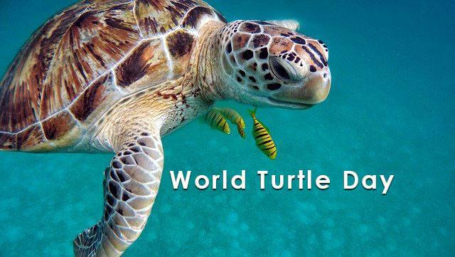 World Turtle Day History Celebration Themes Earth Reminder