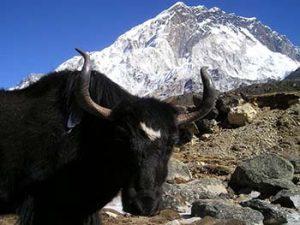 Mountain Ecosystem - Animals, Food Web & Facts | Earth Reminder Mountain Ecosystem - Animals, Food Web & Facts | Earth Reminder
