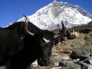 yak