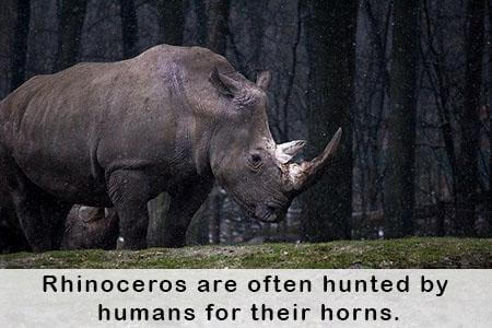 Endangered-Species-Rhinoceros-Facts