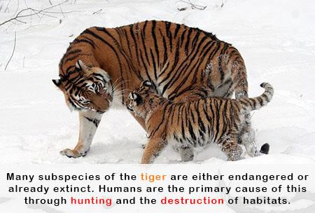 Endangered-Species-Tiger-Fact
