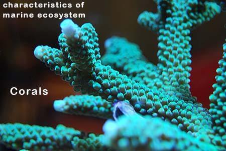 characteristics-of-marine-ecosystem