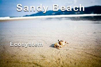 crab-in-marine-ecosystem