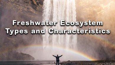 freshwater-ecosystem-types-and-characteristics