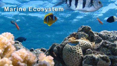 marine-ecosystem-characteristics-and-types