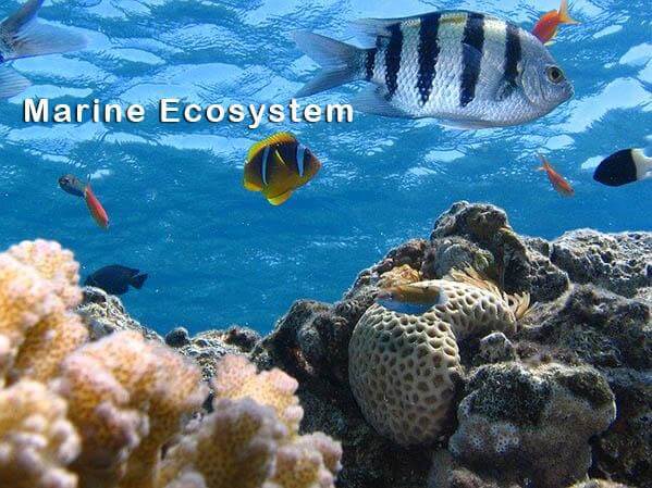 marine-ecosystem-characteristics-and-types