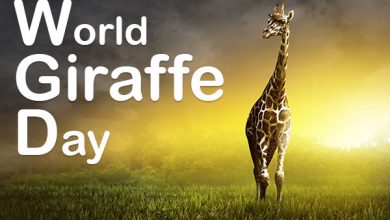 World-Giraffe-Day
