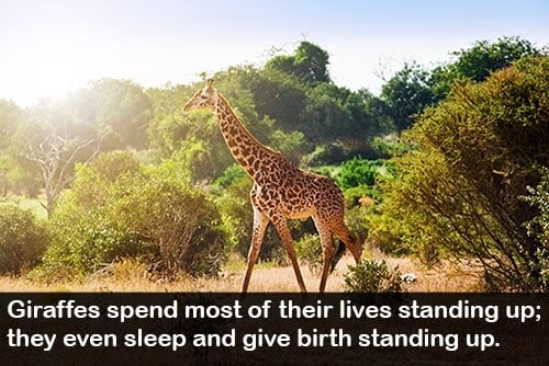 Giraffe-day-worldwide-facts