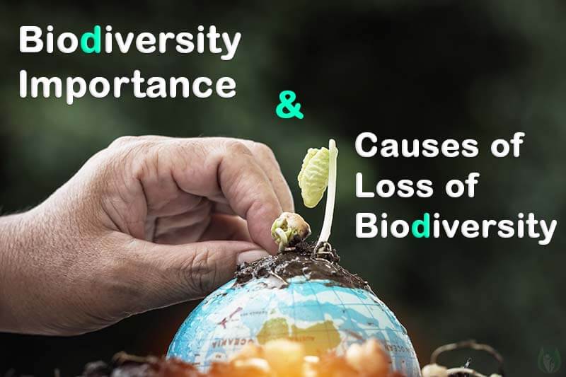 biodiversity-importance-and-loss of-biodiversity