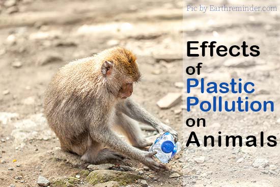 Harmful Effects of Plastic Pollution | Earth Reminder