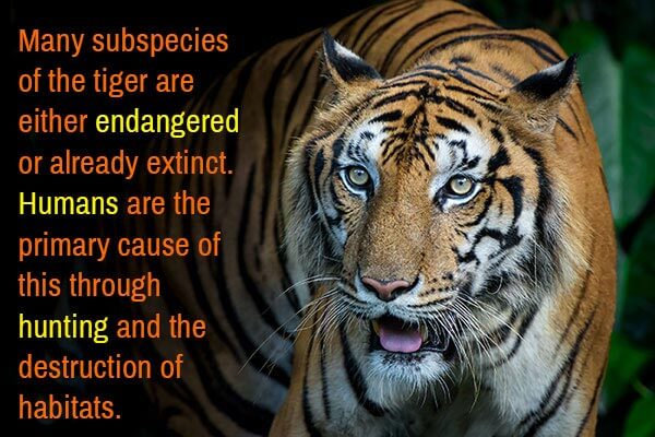International-tiger-day-facts